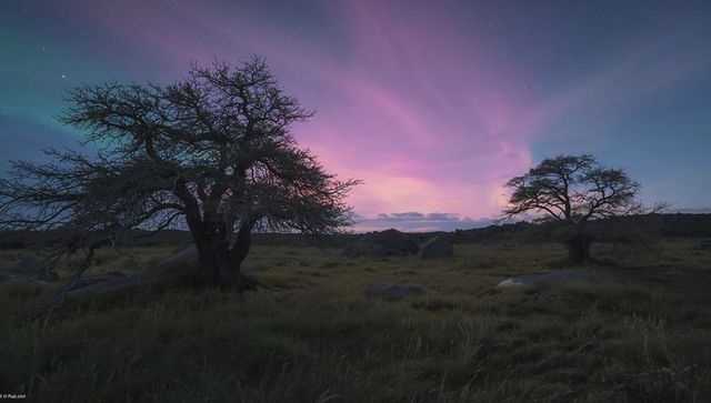 Auroral Twilight Over Moorland with Gnarled Tree Silhouettes and Starry Violet Sky