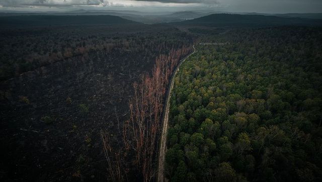 Postfire forest boundary showing charred burn scar and green canopy along narrow track
