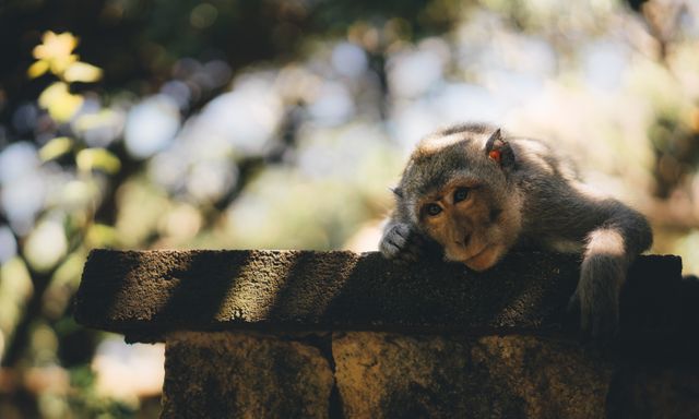 Contemplative Monkey Resting on Stony Surface in Nature - Download Free Stock Photos Pikwizard.com