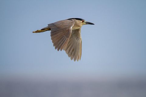 Black-crowned night heron flying with wings outstretched over clear blue sky, elegant flight