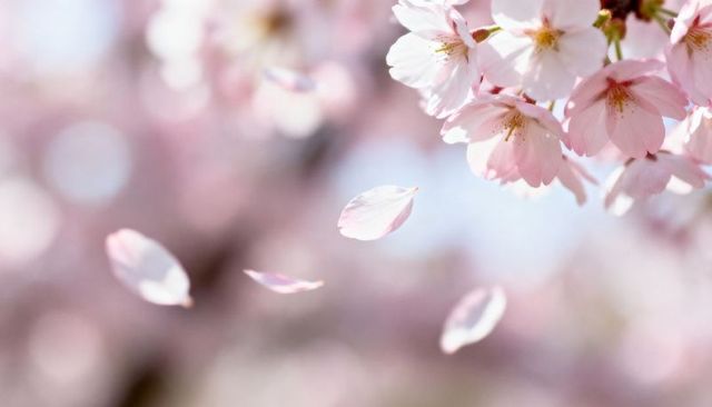 Delicate sakura cherry blossoms blooming with falling petals and soft pastel bokeh