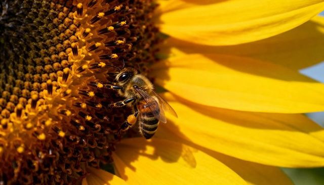 Honeybee gathering pollen on sunflower close-up vibrant yellow pollination macro nature garden