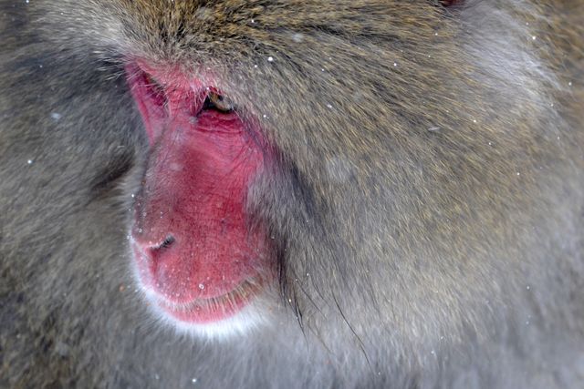 Image featuring close-up of Japanese snow monkey with distinctive red face and fur scattered with snow. Ideal for wildlife documentation, nature photography collections, animal behavior studies, and educational materials on primates. Useful for travel brochures promoting wildlife experiences, conservation campaigns, and editorial content about animals in winter habitats.