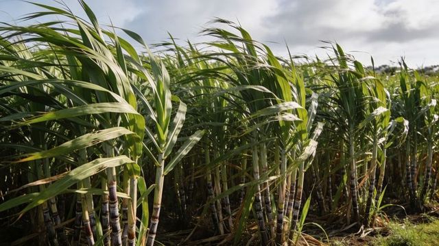 Swaying sugarcane rows with jointed stalks and wind-bent leaves in sunlit plantation