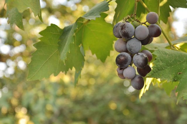 Close-up of ripe black grapes hanging on vine during sunset - Download Free Stock Photos Pikwizard.com