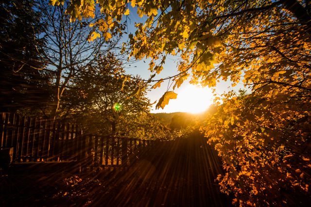 Golden Sunset Through Autumn Leaves in Forest - Download Free Stock Photos Pikwizard.com