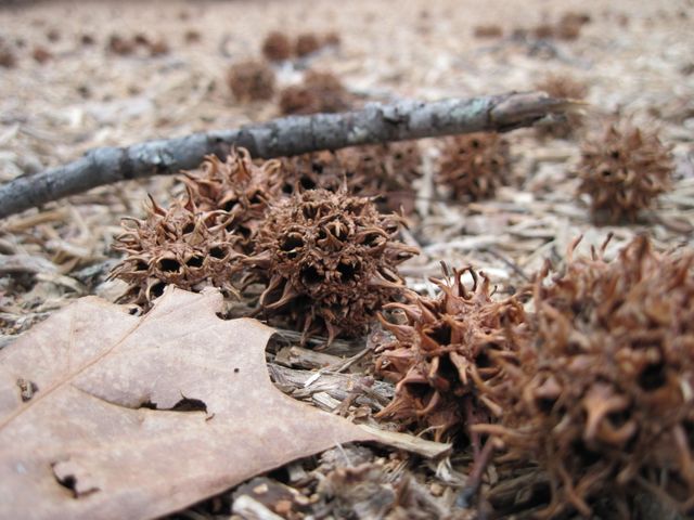 Close-up captures dried sweet gum balls scattered on forest floor alongside dry leaf and twig. Use it to depict natural textures, autumn scenes, ecological studies, or botanical subjects in nature-related content.