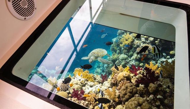 Glass-bottom boat view showing sea turtle gliding over vibrant coral reef with tropical fish