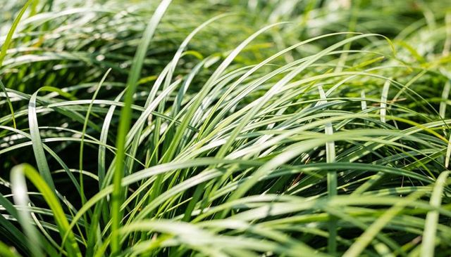 Catching sunlight on ornamental grass with arching slender leaves and soft bokeh