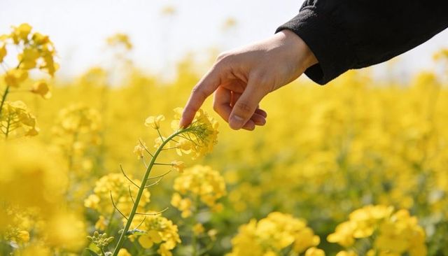 Hand touching sunlit canola blossom in vibrant yellow field closeup