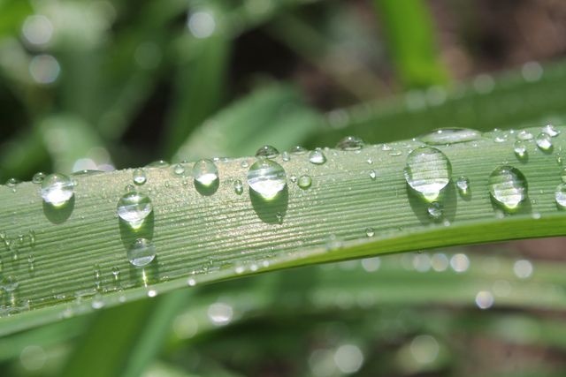 Macro Photography of Dewdrops on Green Plant - Download Free Stock Photos Pikwizard.com