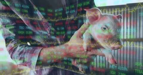 Innovative Farming: Piglet Held Against Stock Market Overlay