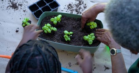 Intergenerational gardening teamwork planting herb seedlings in planter for learning