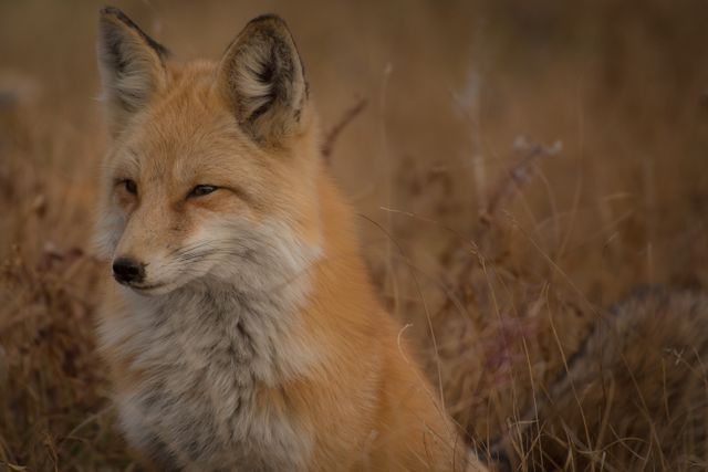 A vigilant red fox stands in tall golden autumn grasses, blending well with its natural surroundings. This image can be used for nature conservation campaigns, wildlife documentaries, educational materials, and environmental websites showcasing native species in their habitat.