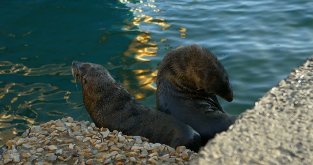 Two fur seals are resting on a rocky shore by the water. The tranquil scene captures the serene and natural environment of marine wildlife. It is suitable for use in nature documentaries, wildlife preservation materials, educational content about marine life, and relaxation-themed visuals.
