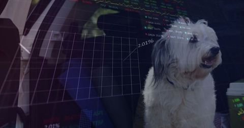 Dog Sitting in Car Oasis with Stock Analytics