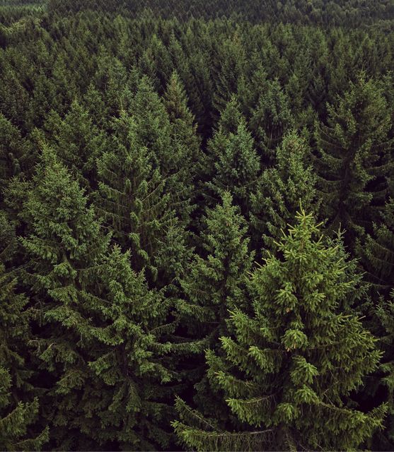 This dense evergreen forest seen from an aerial perspective showcases the natural canopy of green pine trees. Ideal for use in projects highlighting nature, forestry, environmental conservation, hiking, and outdoor adventure themes. Additionally suitable for promoting eco-friendly initiatives or as a scenic background.