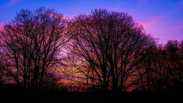Leafless tree silhouettes against vibrant sunset gradient sky with pink purple orange hues