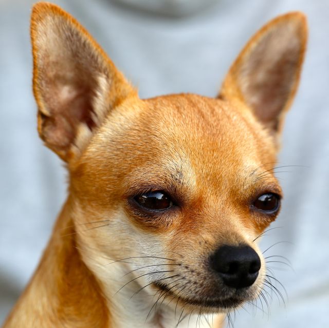 Close-up image features an alert Chihuahua with brown fur and large ears. Ideal for use in pet care articles, dog training advertisements, animal behavior studies, or pet adoption promotions. Can highlight small dog breeds or serve as an illustration in content about favorite pets.
