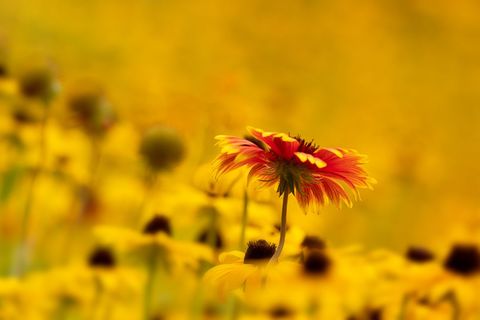 Single red and yellow flower standing out in golden field of black-eyed susans