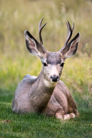 Young Mule Deer Buck Resting in Grassland Showing Velvet Antlers and Calm Gaze