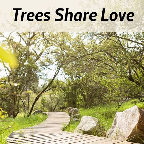 pathway through enchanting forest highlighting love message - Download Free Stock Templates Pikwizard.com