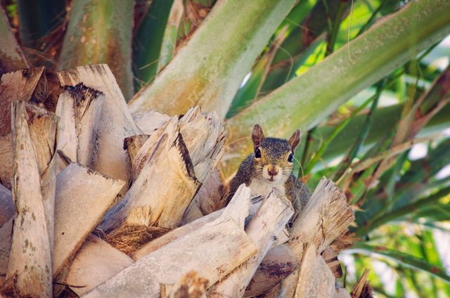 This image shows a squirrel sitting on a tree trunk among palm leaves. Suitable for use in educational material about wildlife, nature blogs, outdoor lifestyle magazines, and for promoting eco-friendly practices.