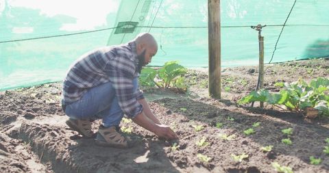 Organic Farming: African American Man Planting Seedlings in Greenhouse - Download Free Stock Images Pikwizard.com