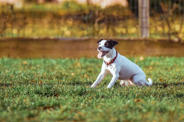 Energetic dog sitting on a grassy lawn in a park during autumn. Ideal for showcasing outdoor activities, pet care, and dog training services. Evokes a joyful, natural outdoor experience.