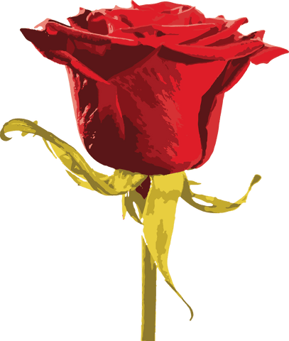 Transparent red rose illustration isolated with stem