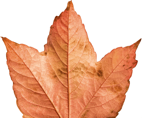 Detailed Transparent Close-Up of Dried Brown Leaf - Download Free Stock Videos Pikwizard.com