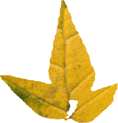 Bright Yellow Autumn Leaf Close-Up on Transparent Background - Download Free Stock Videos Pikwizard.com