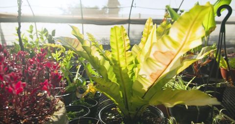 Lush greenhouse with sunlit potted ferns