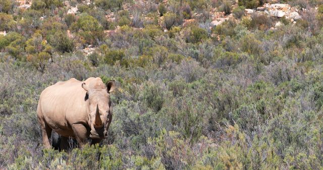A solitary rhinoceros stands amidst the brush in a savanna landscape, with copy space. Its presence highlights the majestic nature of wildlife and the importance of conservation efforts.