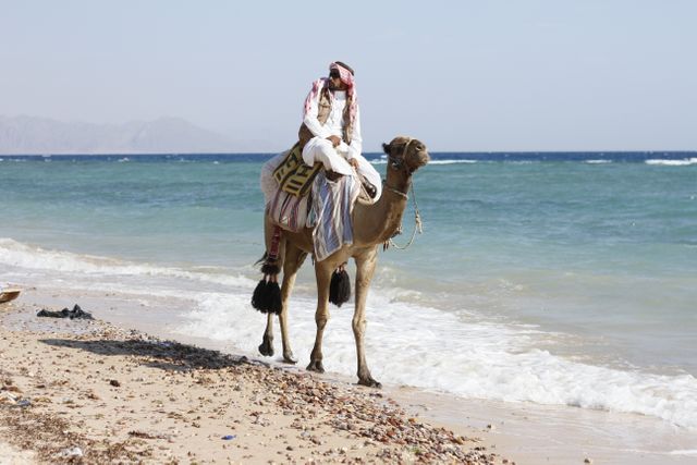Animal arabian camel camel local - Download Free Stock Photos Pikwizard.com