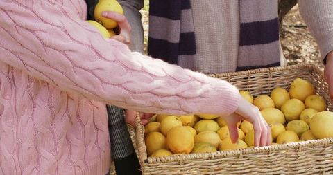 Harvesting yellow citrus in orchard, hands gathering lemons into wicker basket closeup