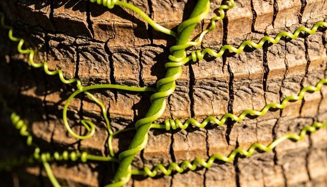 Clinging bright green vine tendrils wrapping and spiraling across sunlit tree bark
