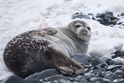 Resting sea lion on snowy rocky beach winter tranquility