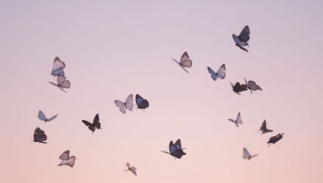 Butterflies fluttering in pastel dawn sky, backlit wings creating ethereal sunrise scene