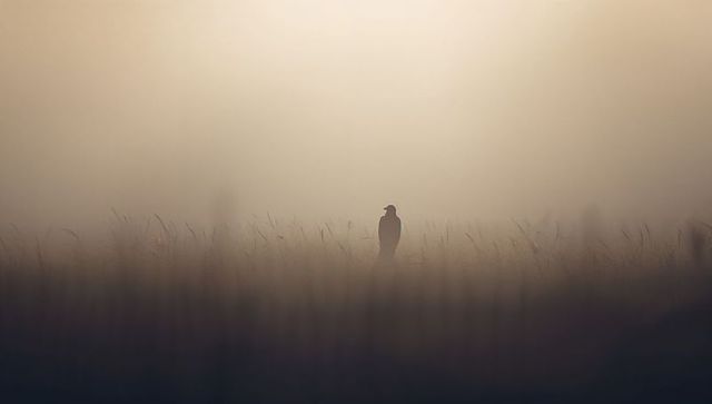 Lone Bird Silhouette in Misty Grassland at Dawn