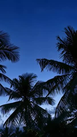Vertical video showing swaying palm crowns at dusk with solitary bright star over tropic canopy