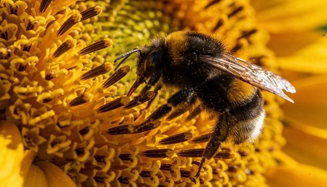 Foraging bumblebee gathering pollen on sunflower disk florets close-up sunlit