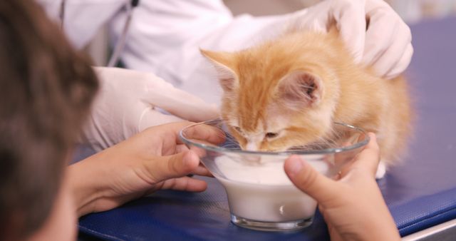 Child feeding a cat with milk in the clinic
