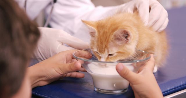 Veterinarian Feeding Milk to Cute Orange Kitten - Download Free Stock Images Pikwizard.com