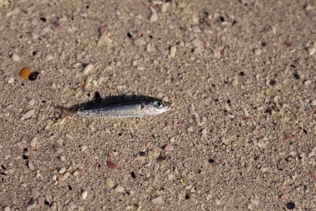 Small fish lying on sandy beach, showcasing marine life and natural coastal environment. Ideal for use in articles about marine biology, beach vacations, environmental conservation, and seaside activities.