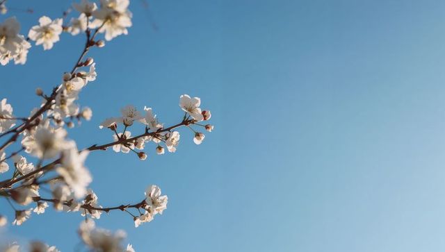 Blooming white blossom branch reaching into clear blue sky minimal diagonal composition