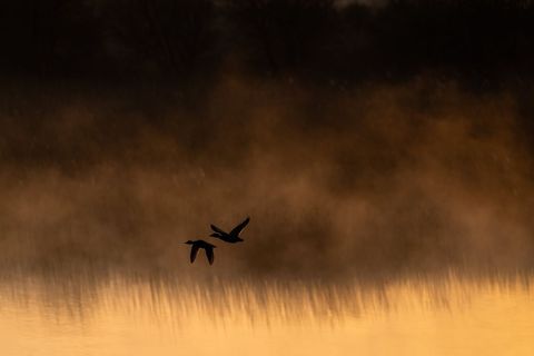 Ducks Flying Over Misty Lake at Dawn