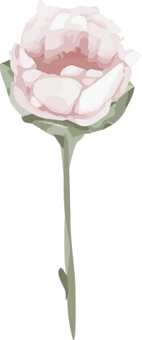 Delicate pale pink flower with green stem on transparent background
