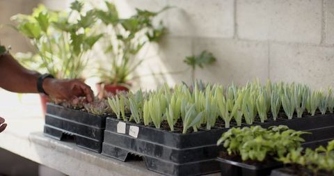 Tending Succulent Seedlings in Nursery Bench