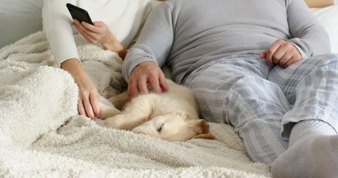 Couple Relaxing in Bed with Sleeping Puppy, Scrolling Smartphone, Cozy Morning Comfort
